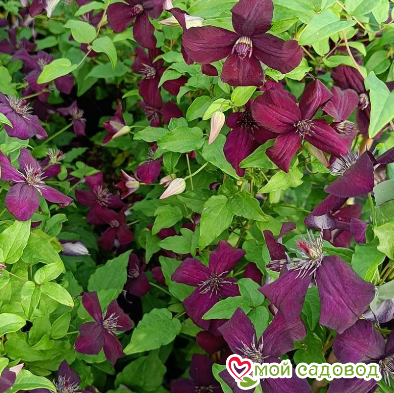 Клематис Дарк Айс ЗКС