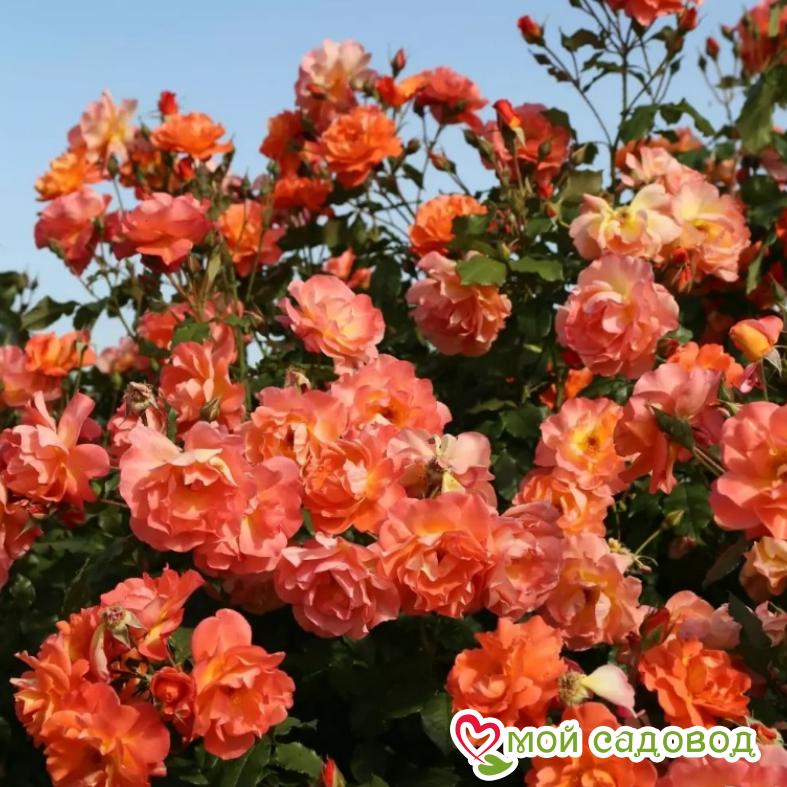 Роза Вестерленд