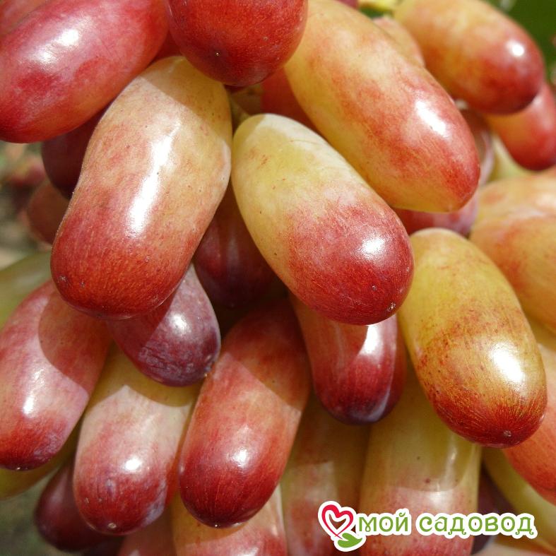 Виноград Маникюр фингер