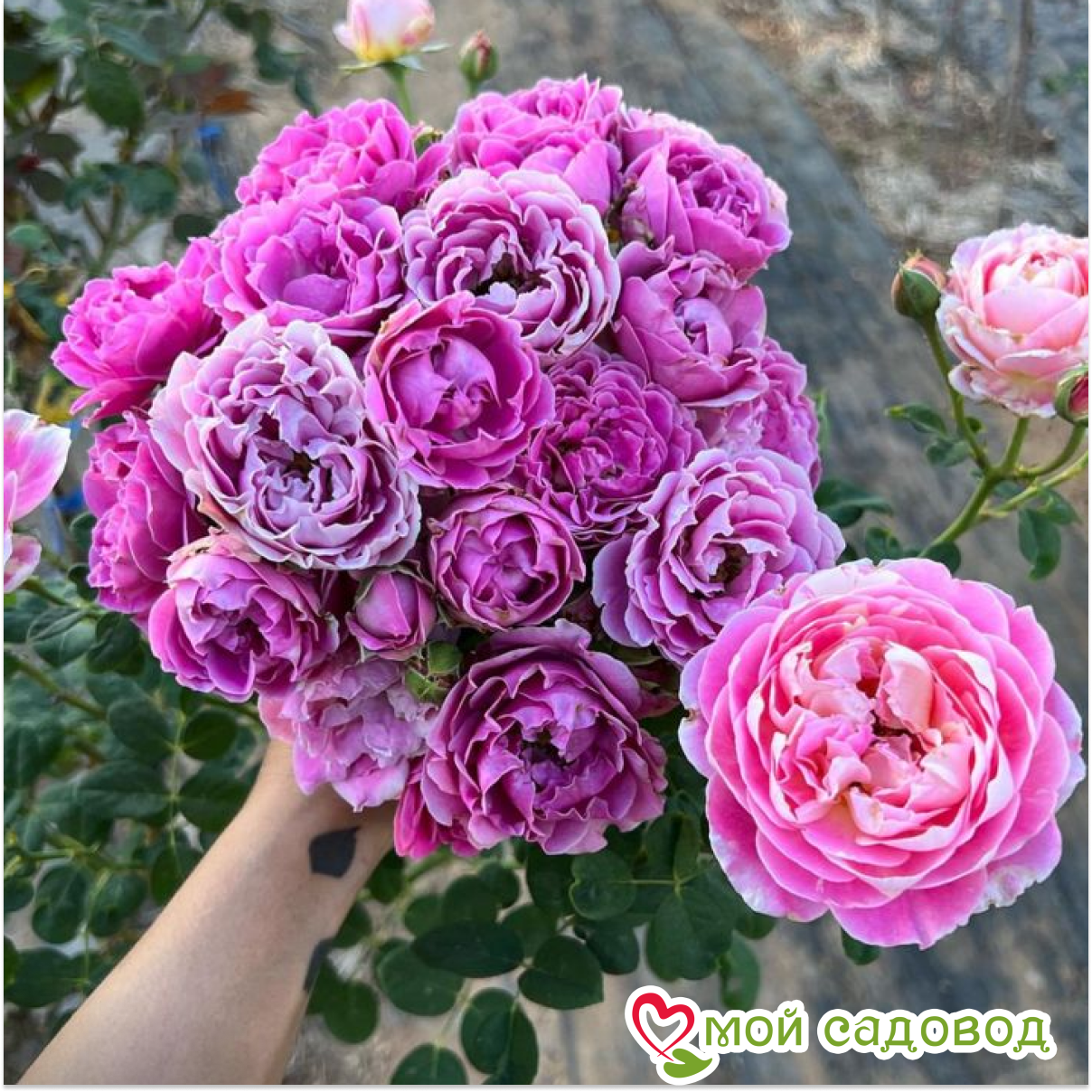 Роза Лав Сонг флорибунда