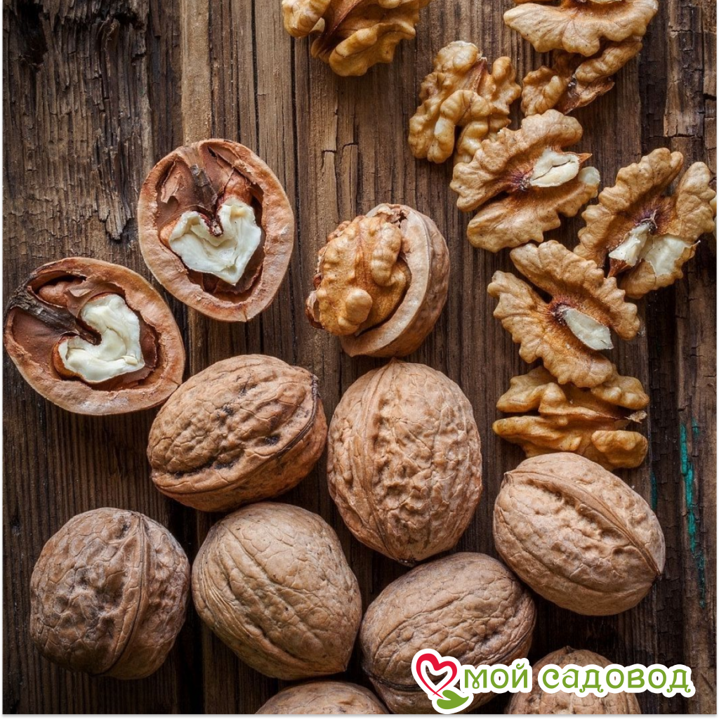 Грецкий Орех Богряный
