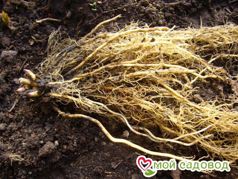 Флокс Даймон Лайм